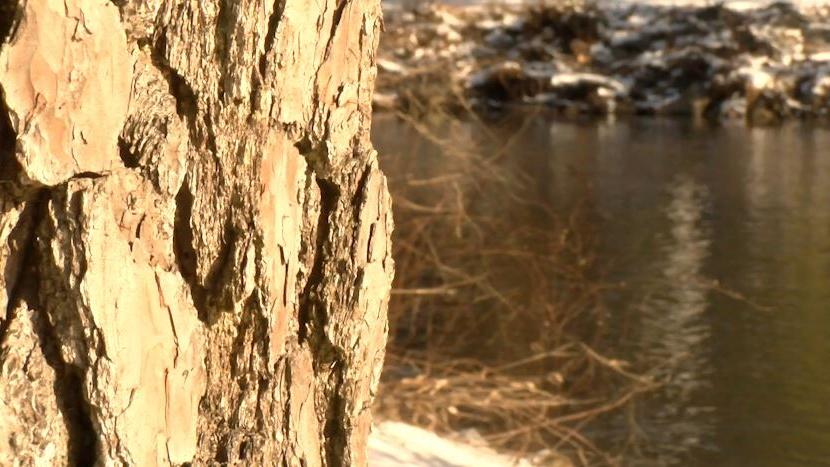 The Chesapeake Bay Trust Awards Salisbury Grant to Plant 834 Trees